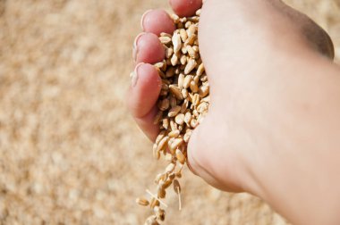 Tahıl tohumu. Arpa tarımı. Buğday taneli bir çiftçi eli. Tarım hasat et. Değirmen deposundaki buğday taneleri. Çiftçinin elinde hasat. Sağlıklı kepekli. Tahıl taneleri.