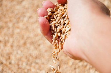 Barley agriculture. Hand of farmer with wheat grain. Harvest agriculture. Wheat grain in hand at mill storage. Harvest in hand of farmer. Healthy wholegrain. Cereal grain seed. Agricultural practices. clipart
