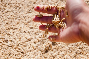 Çiftçinin elinde hasat. Sağlıklı kepekli. Tahıl tohumu. Arpa tarımı. Buğday taneli el çiftçisi. Tarım hasat et. Ekin ve hasat. Değirmen deposundaki buğday taneleri. Pankart.