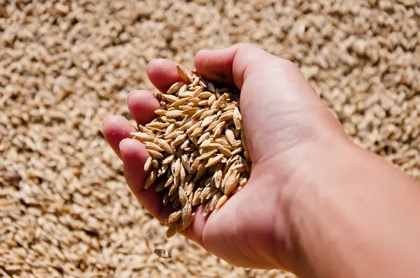 Cereal Grain Seed Barley Agriculture Hand Harvester Wheat Grain Harvest — Stock Photo, Image