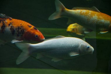 Koi balığı sazan balığı. Vahşi hayvan ve vahşi yaşam. Hayvanat bahçesi akvaryumunda bir hayvan. Hayvanat bahçesi parkında sazan balığı. Vahşi yaşam ve hayvan. Su altı yaşamı. Okyanus sakinleri. Koi balıkçısı..