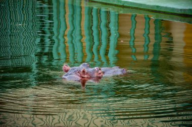 Hayvanat bahçesi akvaryumunda bir hayvan. Hayvanat bahçesi parkında su aygırı. Vahşi yaşam ve hayvan. Güney Afrika. Su aygırı suaygırı. Vahşi hayvan ve vahşi yaşam. Batık suaygırı.