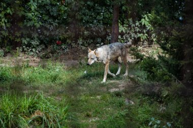 Kurt köpek. Vahşi hayvan ve vahşi yaşam. Hayvanat bahçesindeki hayvanlar. Hayvanat bahçesi parkında. Vahşi yaşam ve hayvan..