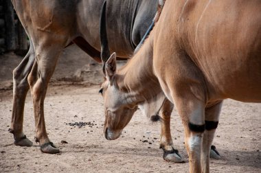 Eland antilobu. Vahşi hayvan ve vahşi yaşam. Hayvanat bahçesindeki hayvanlar. Hayvanat bahçesi parkında bir antilop. Vahşi yaşam ve hayvan. Görkemli antilop.