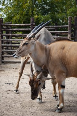 Hayvanat bahçesi parkında bir antilop. Vahşi yaşam ve hayvan. Eland antilobu. Vahşi hayvan ve vahşi yaşam. Hayvanat bahçesindeki hayvanlar. Eland nazik tavır.