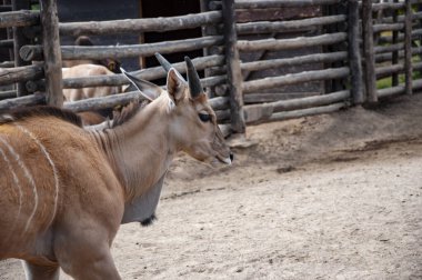 Hayvanat bahçesi parkında bir antilop. Vahşi yaşam ve hayvan. Eland antilobu. Vahşi hayvan ve vahşi yaşam. Hayvanat bahçesindeki hayvanlar. Boşluğu kopyala.