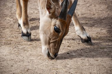 Eland antilobu. Vahşi hayvan ve vahşi yaşam. Hayvanat bahçesindeki hayvanlar. Hayvanat bahçesi parkında bir antilop. Vahşi yaşam ve hayvan. Şirin surat..