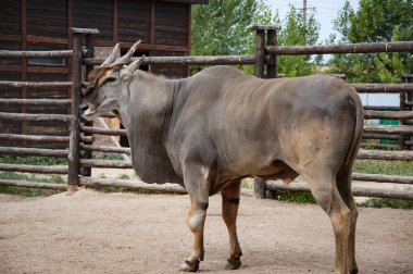 Eland antilobu. Vahşi hayvan ve vahşi yaşam. Hayvanat bahçesindeki hayvanlar. Hayvanat bahçesi parkında bir antilop. Vahşi yaşam ve hayvan. Geyik.