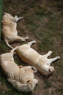 Beyaz aslan. Vahşi hayvan ve vahşi yaşam. Hayvanat bahçesindeki hayvanlar. Hayvanat bahçesi parkında beyaz aslan. Vahşi yaşam ve hayvan. Panthera leo krugeri. Altın kaplama aslan..