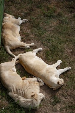 Vahşi hayvan ve vahşi yaşam. Hayvanat bahçesindeki hayvanlar. Hayvanat bahçesi parkında beyaz aslan. Vahşi yaşam ve hayvan. Panthera leo krugeri. Beyaz aslan. Aslan dinlenme yeri.