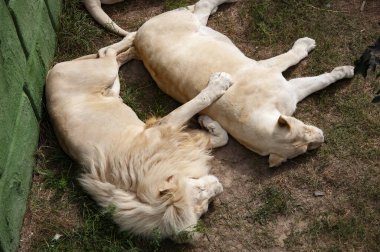 Hayvanat bahçesi parkında beyaz aslan. Vahşi yaşam ve hayvan. Panthera leo krugeri. Beyaz aslan. Vahşi hayvan ve vahşi yaşam. Hayvanat bahçesindeki hayvanlar. Dişi aslan avlama stratejisi.