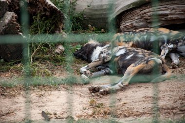 Vahşi hayvan ve vahşi yaşam. Hayvanat bahçesindeki hayvanlar. Hayvanat bahçesi parkındaki vahşi Afrika köpek sırtlanları. Vahşi yaşam ve hayvan. Hyaenas kafeste. Afrika vahşi köpek sırtlanları.