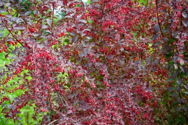 Berberis böğürtlen ağacı. Doğa, açık hava. Doğal park.