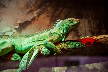 Vahşi yaşam ve hayvan. İguana kertenkele sürüngeni. Vahşi hayvan ve vahşi yaşam. Hayvanat bahçesindeki hayvanlar. İguana kertenkele sürüngeni hayvanat bahçesi parkında. Sürüngen.