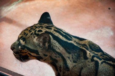 Formosan bulutlu leopar. Vahşi hayvan ve vahşi yaşam. Hayvanat bahçesindeki hayvanlar. Hayvanat bahçesi parkında formosan leoparı bulutlandı. Vahşi yaşam ve hayvan. Leopar yakalanması zor bir doğa..