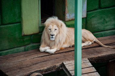 Hayvanat bahçesindeki hayvanlar. Hayvanat bahçesi parkında beyaz aslan. Vahşi yaşam ve hayvan. Panthera leo krugeri. Beyaz aslan. Vahşi hayvan ve vahşi yaşam. İnsansız aslan..