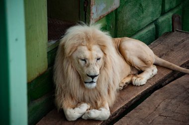 Hayvanat bahçesi parkında beyaz aslan. Vahşi yaşam ve hayvan. Panthera leo krugeri. Beyaz aslan. Vahşi hayvan ve vahşi yaşam. Hayvanat bahçesindeki hayvanlar. Aslan ini..