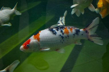 Okyanus sakinleri. Koi balığı sazan balığı. Vahşi hayvan ve vahşi yaşam. Hayvanat bahçesi akvaryumunda bir hayvan. Hayvanat bahçesi parkında sazan balığı. Vahşi yaşam ve hayvan. Su altı yaşamı. Süslü koi.