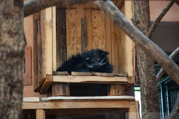 Binturong ayısı. Vahşi hayvan ve vahşi yaşam. Hayvanat bahçesindeki hayvanlar. Hayvanat bahçesi parkındaki Binturong ayısı. Vahşi yaşam ve hayvan..