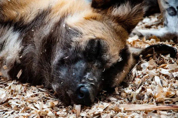 stock image Wildlife and fauna. Hyaenas. African wild dog hyenas. Wild animal and wildlife. Animal in zoo. African wild dog hyenas in zoo park. Hyaenidae.