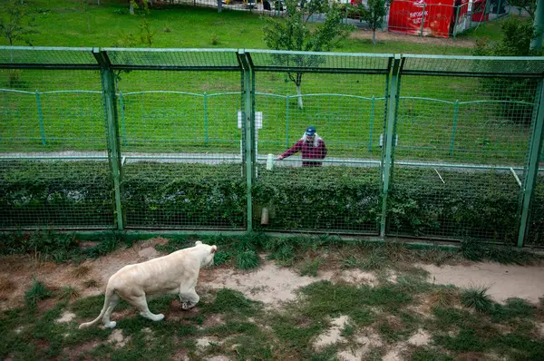 Vahşi yaşam ve hayvan. Panthera leo krugeri yürüyor ve erkek turistlere bakıyor. Beyaz aslan dişi aslan. Vahşi hayvan ve vahşi yaşam. Hayvanat bahçesindeki hayvanlar. Hayvanat bahçesi parkında beyaz aslan dişi aslan..