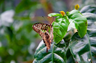 Vahşi yaşam doğası. Yaz böceği. Egzotik nadir kelebek. Egzotik doğada büyük bir kelebek. Yazın tropik orman kelebekleri. Kelebek böceği. Nadir ve egzotik. Graphium agamemnon.