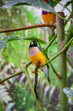 Chloebia gouldiae. Egzotik bir kuş. Yazın tropik orman kuşu. Hayvanlar. Nadir ve egzotik. Vahşi yaşam doğası. Yaz gezisi. Egzotik hayvan. Egzotik nadir kuş.