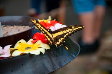 Vahşi yaşam doğası. Yaz böceği. Egzotik nadir kelebek. Egzotik doğada büyük bir kelebek. Yazın tropik orman kelebekleri. Kelebek böceği. Nadir ve egzotik. Papilio thoas.
