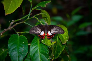 Yazın tropik orman kelebekleri. Kelebek böceği. Nadir ve egzotik. Vahşi yaşam doğası. Yaz böceği. Egzotik nadir kelebek. Egzotik doğada büyük bir kelebek. Papilio helenus yaprak üzerinde.