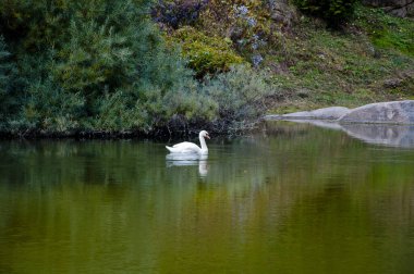 Sonbahar Central Park 'ında kuğu. Gölette kuğu olan sonbahar manzarası. Sonbahar doğa manzarası. Central Park 'ta güzel bir gölet. Sonbahar doğa kuğusu. Mevsimlik düşen göl. Park sonbahar manzaralı sonbahar.