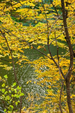Sonbaharda göletli Central Park 'ta. Göletli sonbahar manzarası. Sonbahar doğa manzarası. Central Park 'ta sonbahar doğası. Mevsimlik sonbahar manzarası. Sonbahar ve göleti New York 'a park et. Manzara Sonbahar Manzarası.
