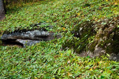 Sonbaharda Central Park 'ta. Sonbahar manzarası. Sonbahar doğa manzarası. Central Park 'ta sonbahar doğası. Mevsimlik sonbahar manzarası. New York 'ta sonbahar ağacı ve çalıları park et. Manzaralı düşüş. Yapraklarla dolu.