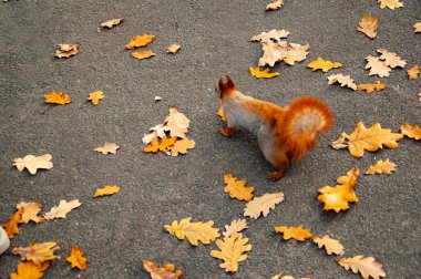 Doğada yaprakları dökülen vahşi bir hayvan. Sonbahar zemininde sincap var. Kemirgen hayvan faunası. Kemirgen hayvan ailesi. Vahşi yaşam doğası. Yer sincabı. Sonbahar doğasında yaban sincabı. Sincap ya da sincap..