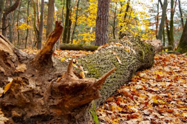 Parktaki çayır manzarası. Sonbahar parkı doğası. Ormanın manzaralı manzarası. Central Park 'ta. Ormanın doğası. Sonbaharda sarı orman manzarası. Sonbahar ormanlarının doğası. Seçici odak.