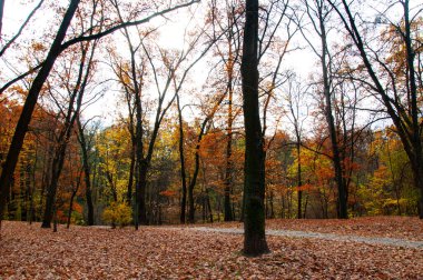 Sonbaharda sarı orman manzarası. Sonbahar ormanlarının doğası. Parktaki çayır manzarası. Sonbahar parkı doğası. Ormanın manzaralı manzarası. Central Park 'ta. Ormanın doğası. Yol yolu.