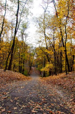 Sonbahar parkındaki patikada. New York 'un patikalı Central Park' ı. Ekim.