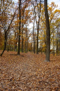 Parktaki çayır manzarası. Sonbahar parkı doğası. Ormanın manzaralı manzarası. Central Park 'ta. Ormanın doğası. Sonbaharda sarı orman manzarası. Sonbahar ormanlarının doğası. Düşen yapraklar.