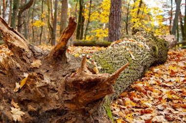 Sonbahar ormanlarının doğası. Parktaki çayır manzarası. Sonbahar parkı doğası. Ormanın manzaralı manzarası. Central Park 'ta. Ormanın doğası. Sonbaharda sarı orman manzarası. Devrilmiş ağaç.