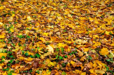Sonbahar doğayı terk eder. Yaprakların olduğu bir orman. Mevsimlik sonbahar ağacı yaprakları. Doğal güzellik. Sonbahar mevsimi havası. Turuncu sonbahar yaprakları arka planda. Sarı yaprak fon. Doğal halı..