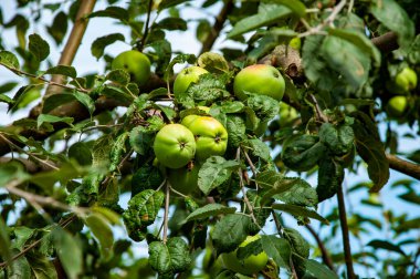 Yaz hasadı. Sonbahar bahçesinde hasat. Elma ağacı. Ağaç dallarında olgun elma bahçeleri. Meyve dolu elma ağaçları. Sabah elma bahçesi. Sonbahar meyve yetiştiriciliği. Sağlık ve diyet. Organik yiyecekler.