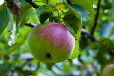 Ağaç dallarında olgun elma bahçeleri. Meyve dolu elma ağaçları. Sabah elma bahçesi. Sonbahar meyve yetiştiriciliği. Sağlık ve diyet. Yaz hasadı. Sonbahar bahçesinde hasat. Elma ağacı. Vitamin diyeti.