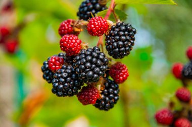 Taze kırmızı olgun böğürtlenler. Organik böğürtlen. Vitamin bahçesi. Böğürtlen. Bahçedeki bir çalılıkta olgun böğürtlen dalı. Taze böğürtlen. Olgun organik böğürtlen. Doğal yiyecek..