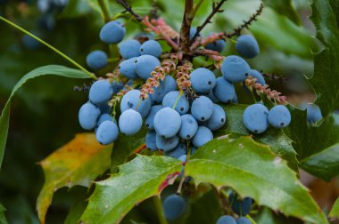 Oregon üzümleri yabani mavi renkli meyveler. Berberis aquifolium veya Oregon üzümlü, yakın plan. Doğa bitkisi. Vahşi doğada böğürtlen. Mahonia 'nın yabani meyvesi.