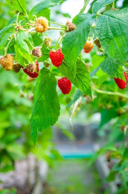 Olgun organik ahududu. Taze kırmızı olgun ahududu. Organik böğürtlen. Vitamin bahçesi. Ahududu. Bahçedeki bir çalılıkta olgun bir ahududu dalı. Taze ahududu. Doğal yiyecek..