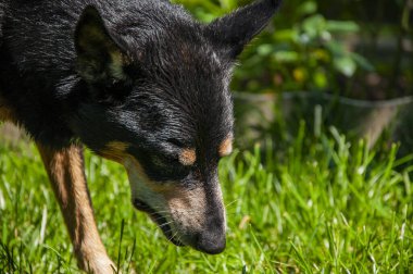 Köpek yemek dışarıda yemek ikram eder. Evcil köpekte mestizo cinsi var. Evcil hayvan beslenmesi. Bir köpek evlat edinin. Evcil hayvan günü. Sağlıklı hayvan yemi. Hayvancılık..