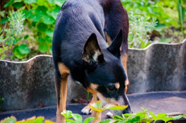 Köpek dışarıda. Evcil köpekte mestizo cinsi var. Evcil hayvan evlat edinme. Bir köpek evlat edinin. Evcil hayvan günü.