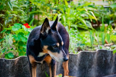 Köpek dışarıda. Evcil köpekte mestizo cinsi var. Evcil hayvan evlat edinme. Bir köpek evlat edinin. Evcil hayvan günü. Hayvan bakımı..