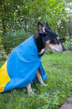 Ukrayna bayrağındaki köpek. Köpek evcil hayvanı üzerinde Ukrayna bayrağı. Ukrayna bayrağı. Bağımsızlık Günü. Ukrayna günü. Bayrak günü. Evcil köpek dışarıda..