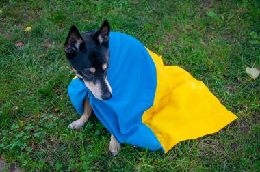 Bağımsızlık Günü. Ukrayna günü. Bayrak günü. Açık havada evcil köpek. Ukrayna bayrağındaki köpek. Köpek evcil hayvanı üzerinde Ukrayna bayrağı. Ukrayna bayrağı. Mavi sarı.