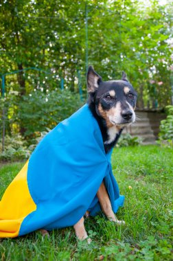 Ukrayna bayrağı. Bağımsızlık Günü. Ukrayna günü. Bayrak günü. Açık havada evcil köpek. Ukrayna bayrağındaki köpek. Köpek evcil hayvanı üzerinde Ukrayna bayrağı. Köpek yardımı.